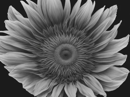 a frozen (sunflower) frozen in a block of ice, isolated on warm-black background, Macro photography, close-up, hyper detailed, trending on artstation, sharp focus, studio photo, intricate details, highly detailed, 8k, wallpaper