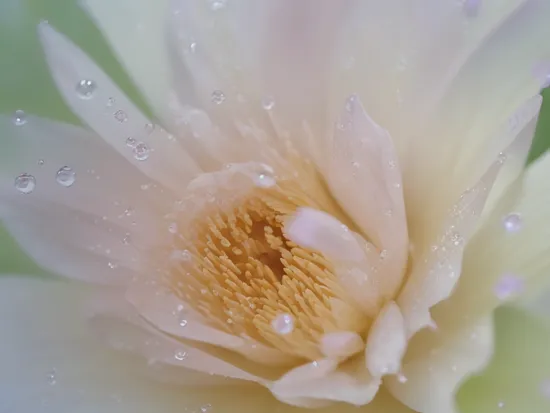 raindrops on the flower petal, drop of dew, (macro photography)+++, RAW photo, absurdres, beautiful, vivid colors, (8k), (4k uhd), 16k, best quality, masterpiece, very beautiful, perfectionism, max detail, hard shadows, highest quality, vibrant, insanely detailed, expressive, nice looking, perfect, intricate details, sharp focus, ultra detailed, cinematic, wide-angle, 3 5 mm film photo still, movie still, uhd, sharp lens, depth of field,  Photo Awards Winners
