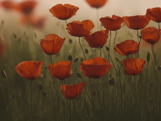 cinematic film still of macro photography red poppies, canon rf 100mm f2.8l macro, wet, detailed, 8k