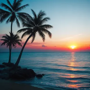 Make me have a pretty sunset with palm trees in the ocean light blue where you can see perfectly clear