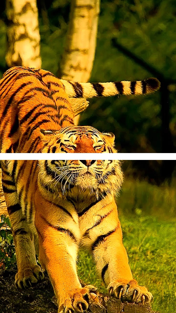 template