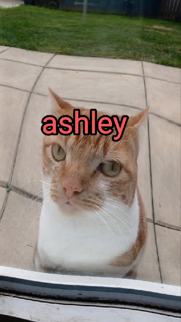 template