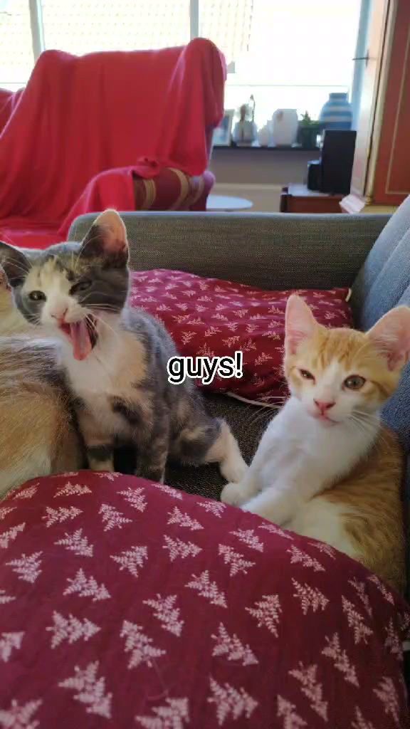 template