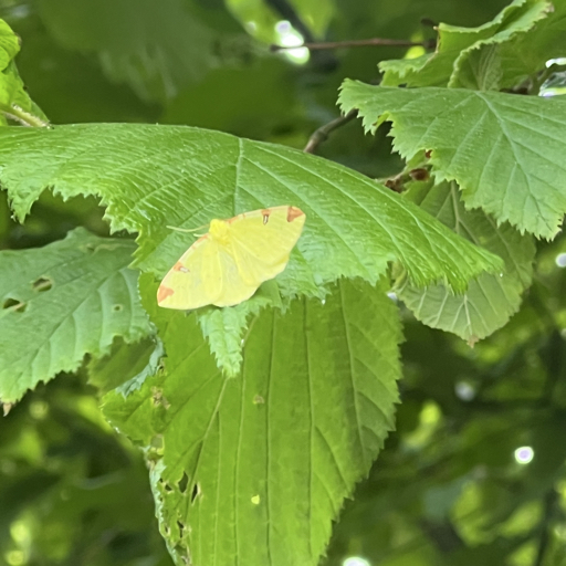 action icon