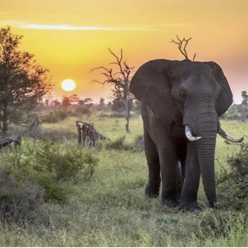 action icon