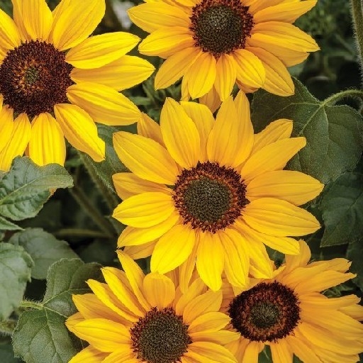 action icon